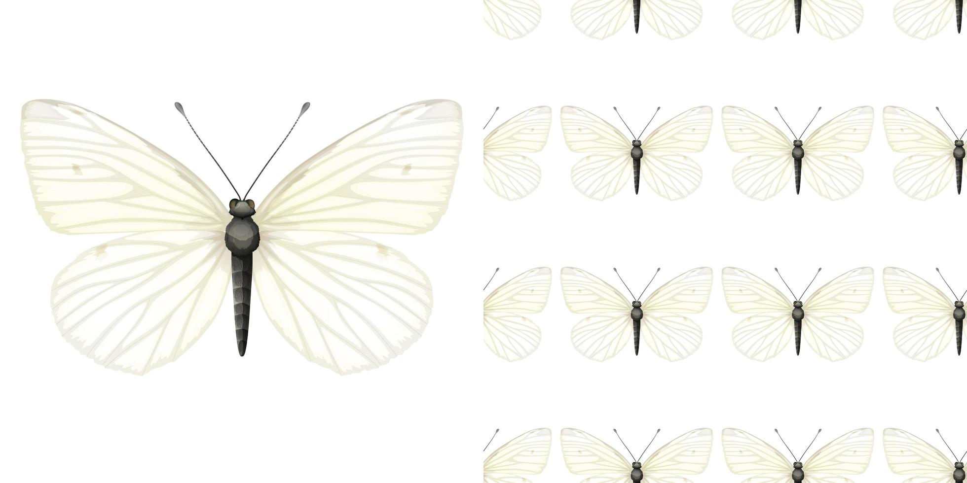 Butterfly insect and seamless background vector