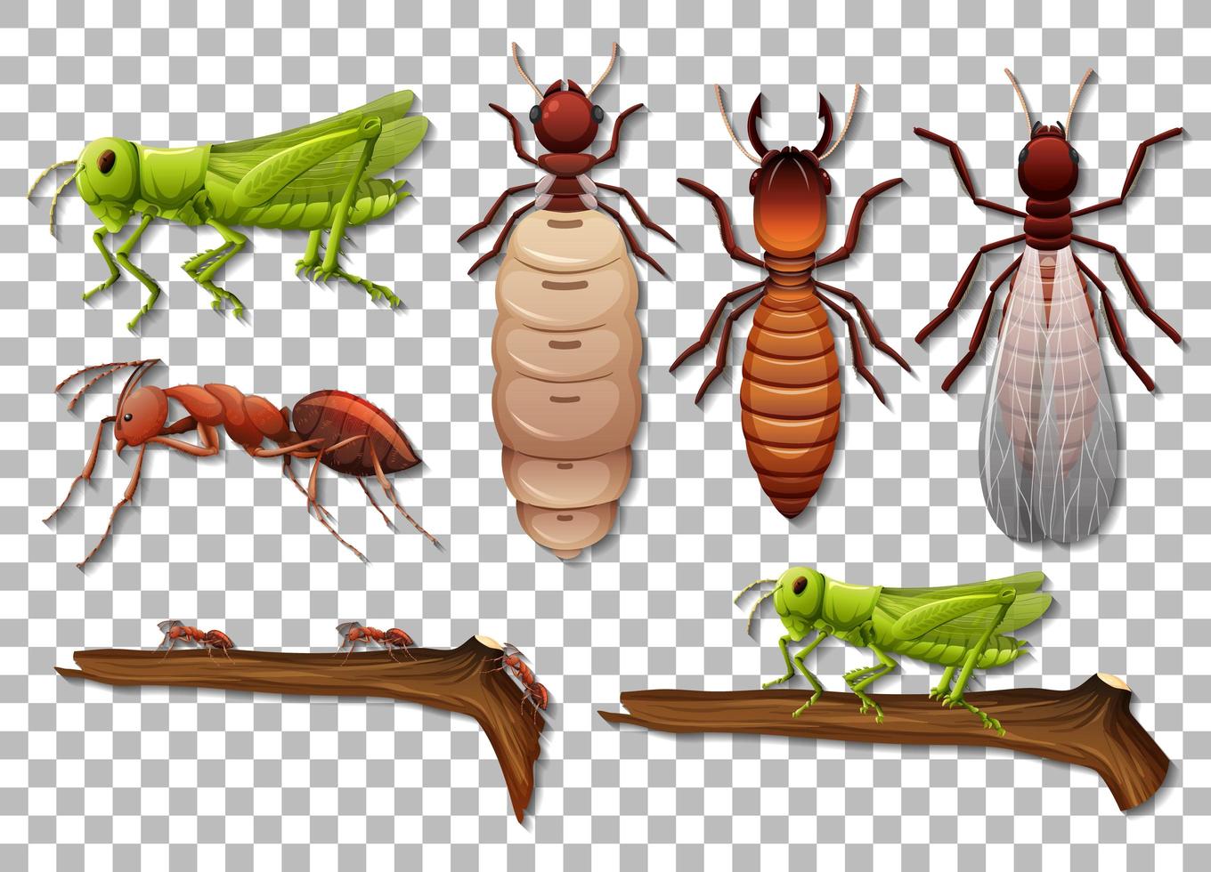 conjunto de diferentes insectos aislados sobre fondo transparente vector