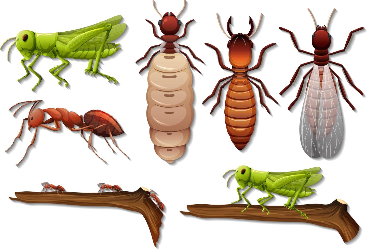 Conjunto de diferentes insectos aislado sobre fondo blanco. vector