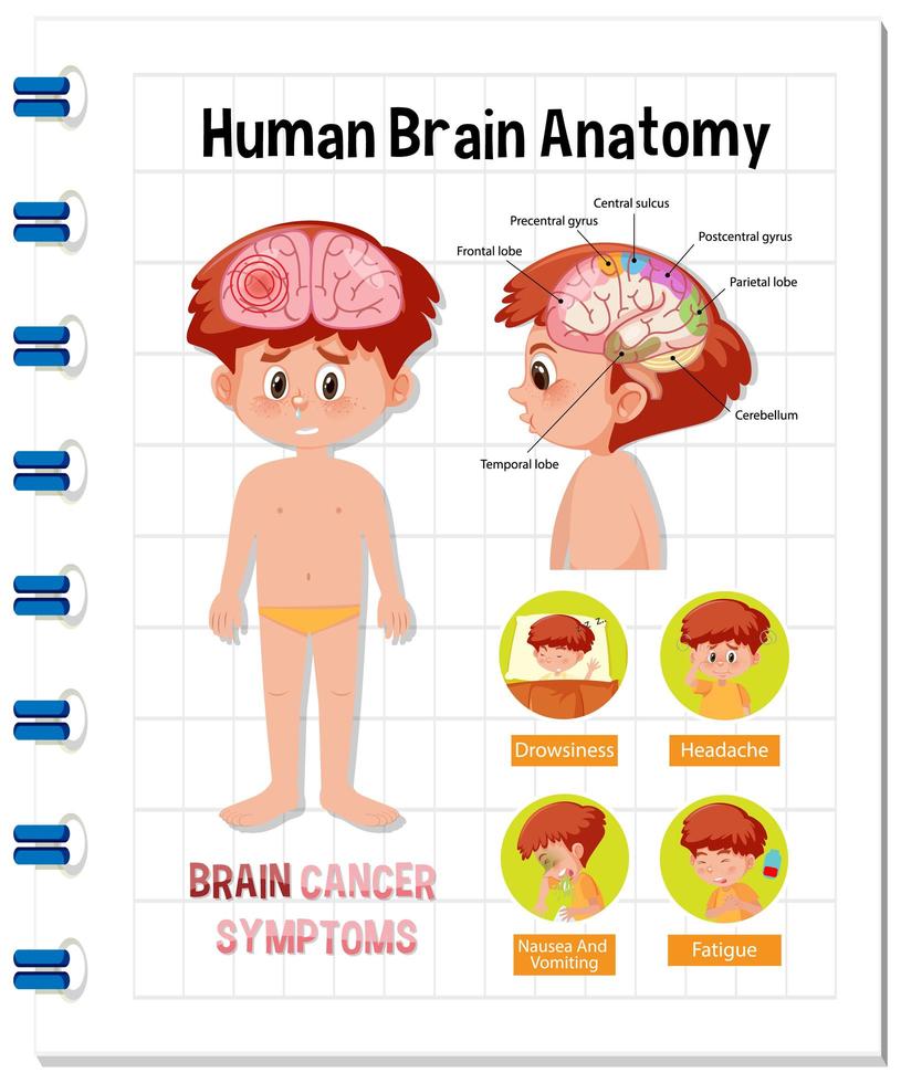 Information Poster Of Human Brain Diagram 1590852 Vector Art At Vecteezy