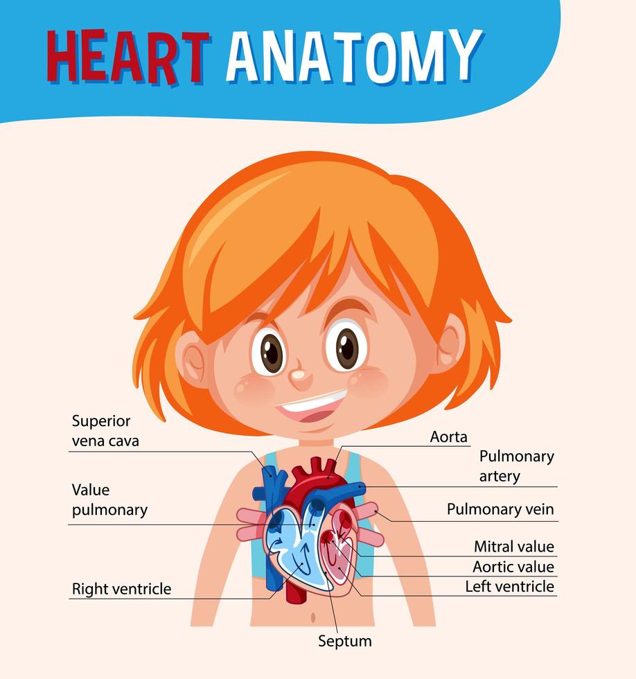 Information poster of human heart diagram vector