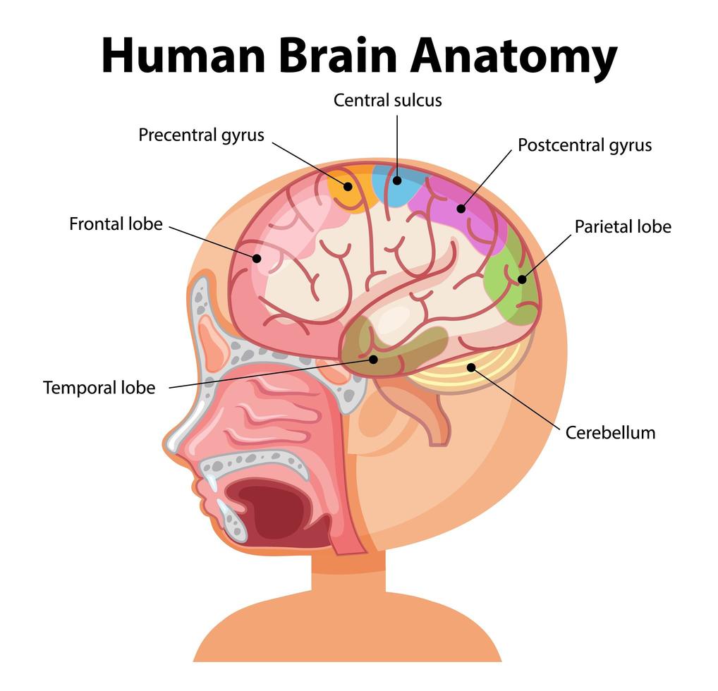 Information poster of human brain diagram vector