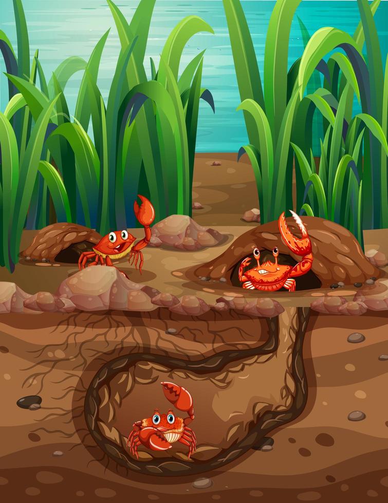 Underground animal hole with many crabs vector