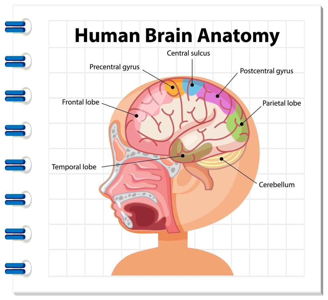 cartel de información del diagrama del cerebro humano vector