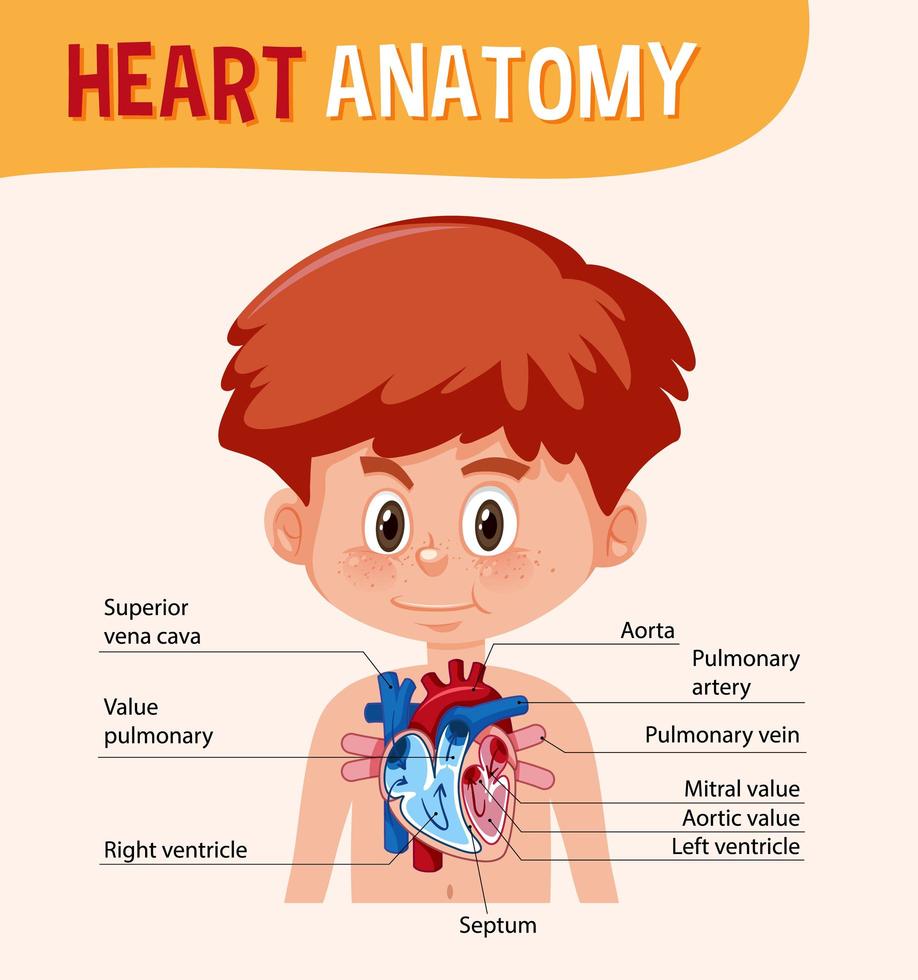 cartel de información del diagrama del corazón humano vector