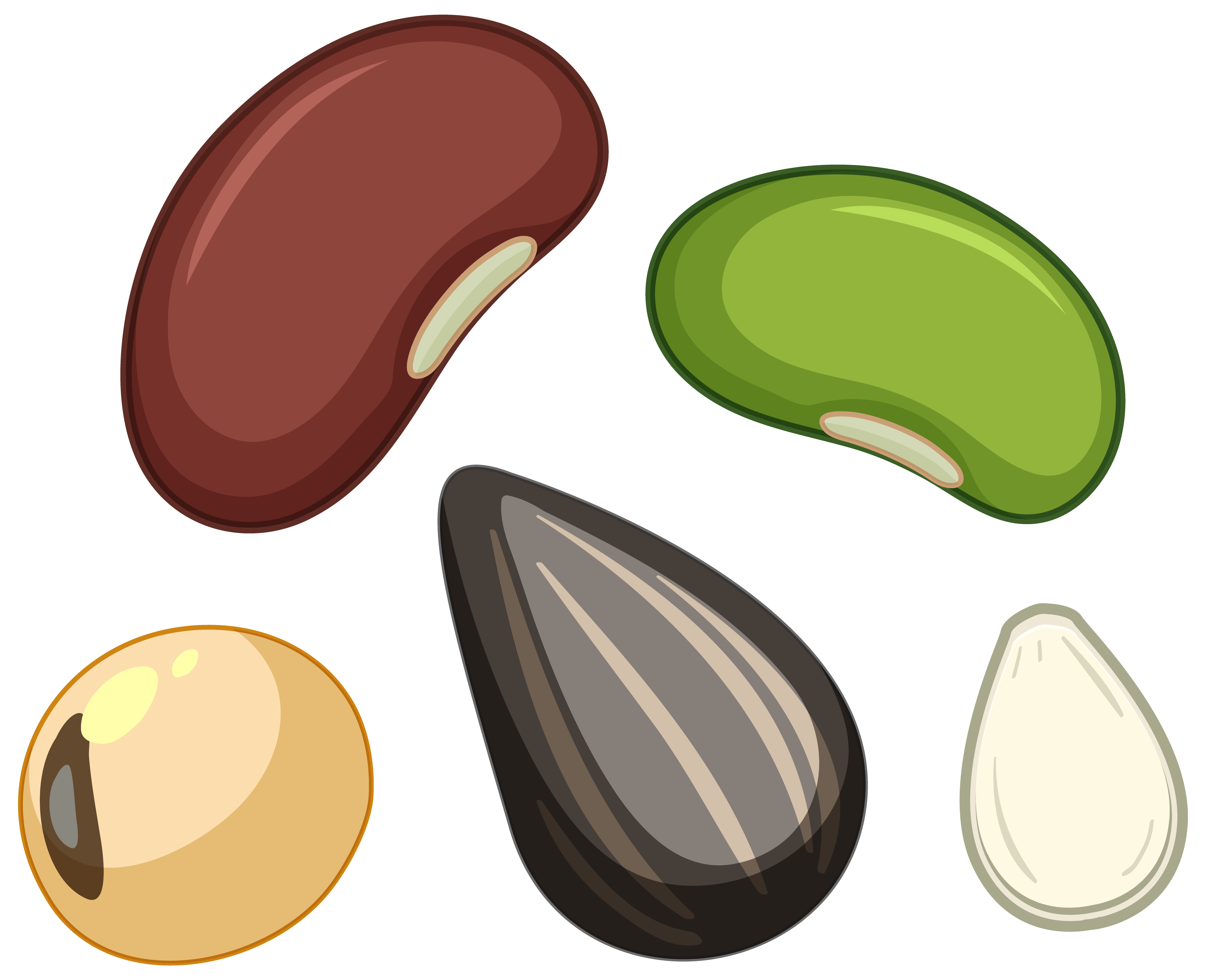 Seeds Vector Art, Icons, and Graphics for Free Download