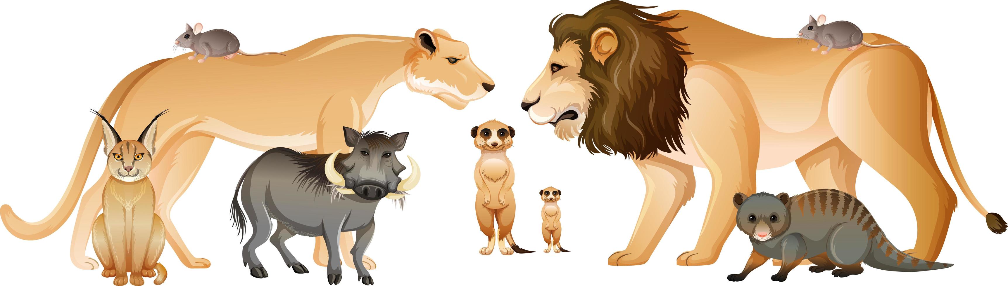 Grupo de animales salvajes africanos sobre fondo blanco. vector