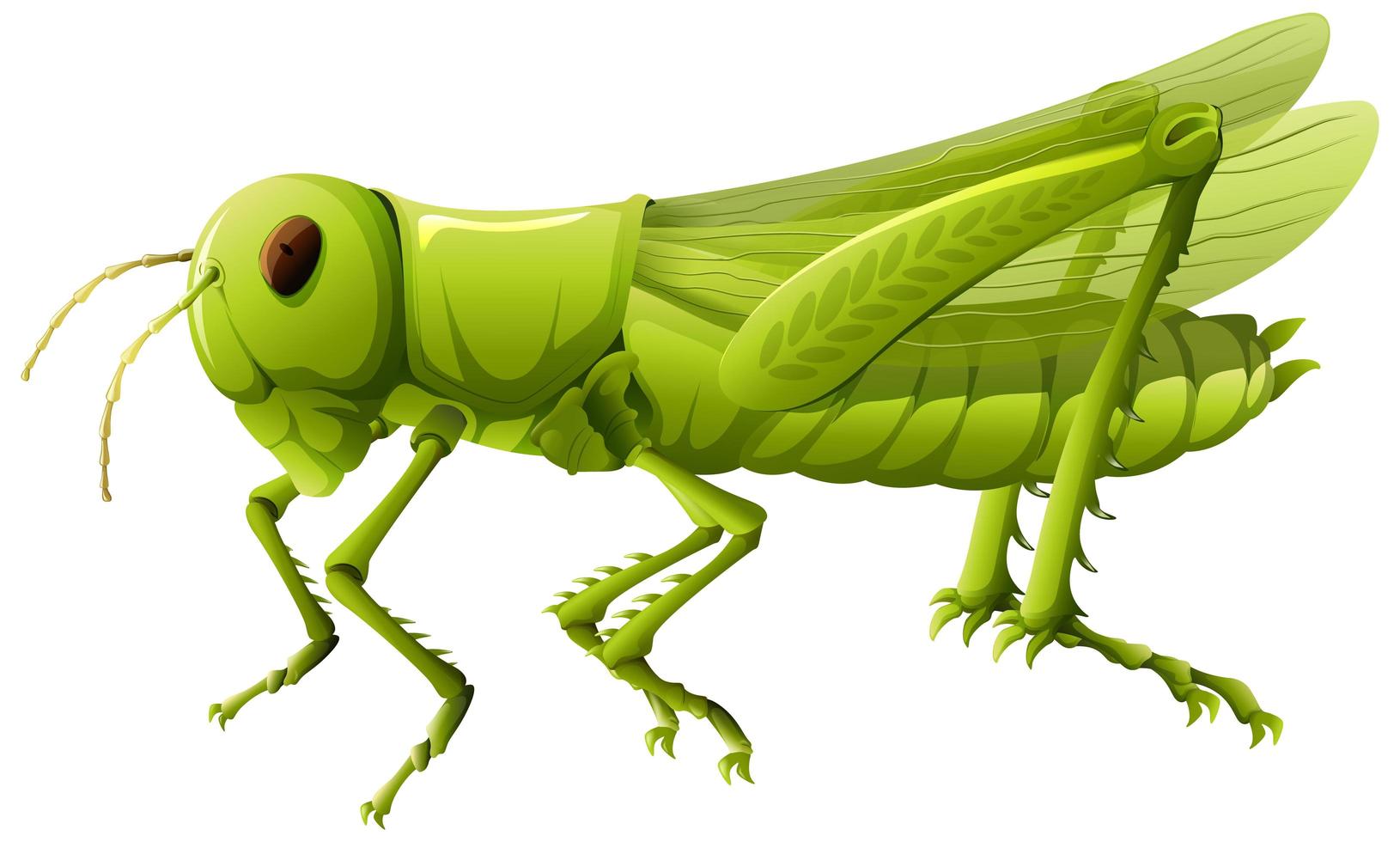 Close up of grasshopper in cartoon style on white background vector