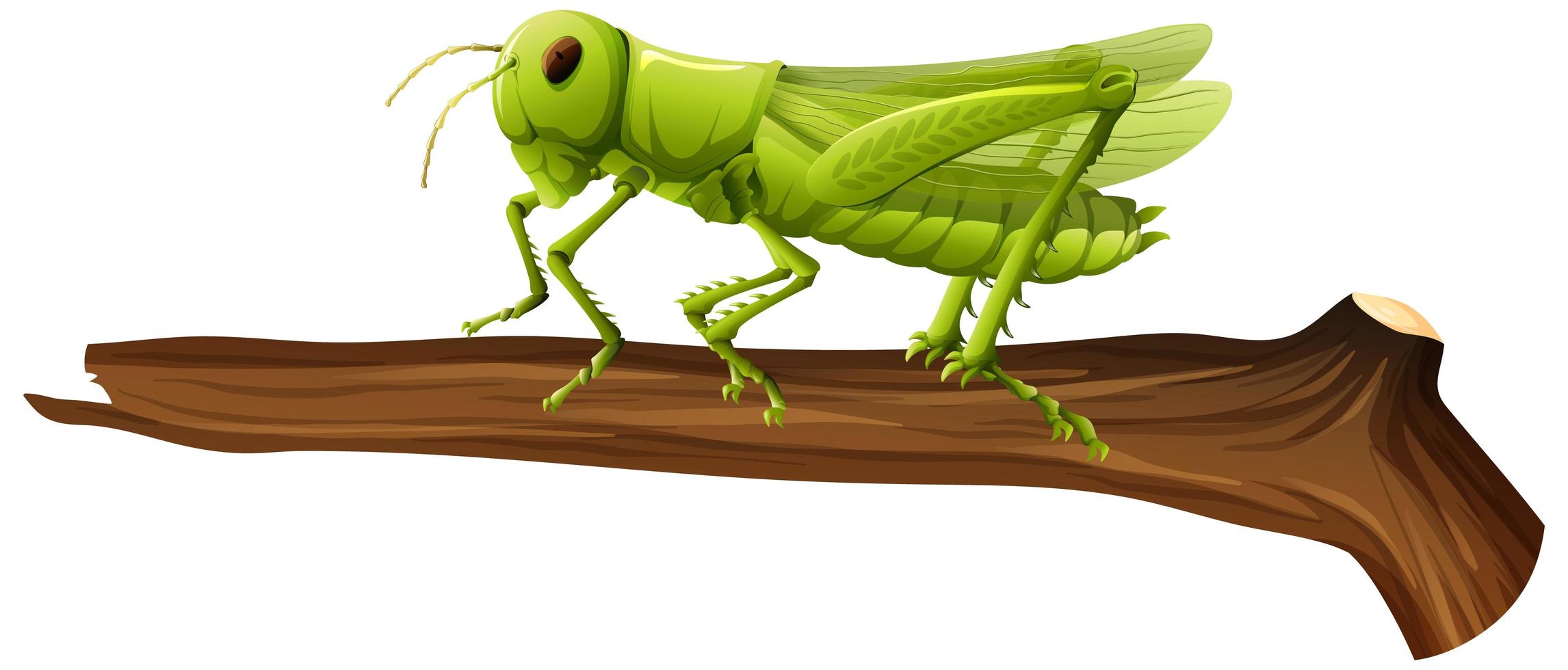 Close up of grasshopper on a branch on white background vector