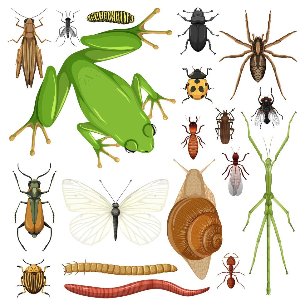 Set of different insects on white background vector
