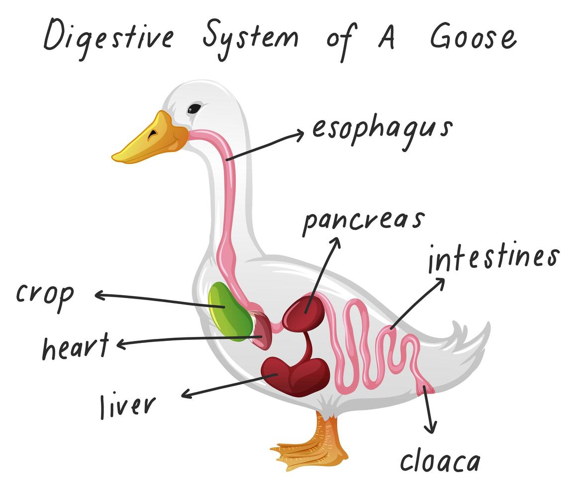 Digestive System of a goose vector