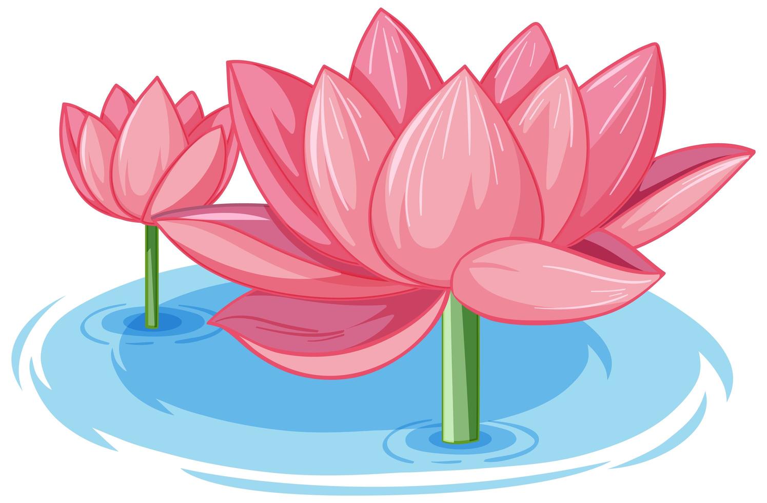 Two pink lotus in water vector