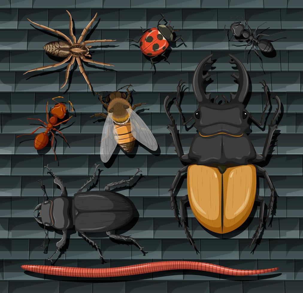 Set of different insects isolated vector