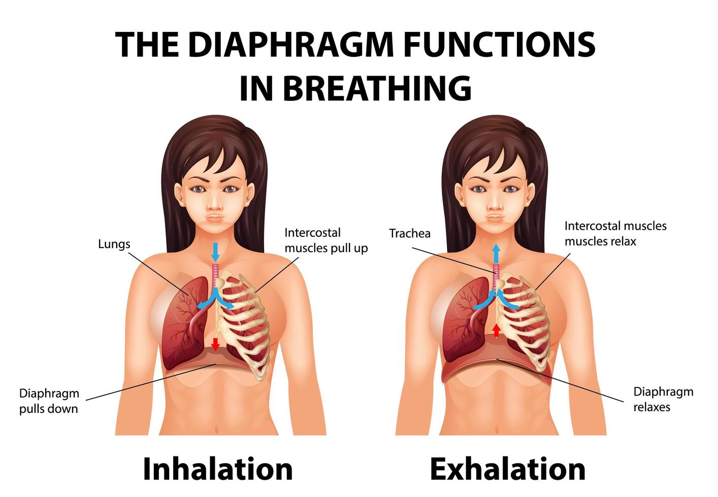 The diaphragm functions in breathing vector