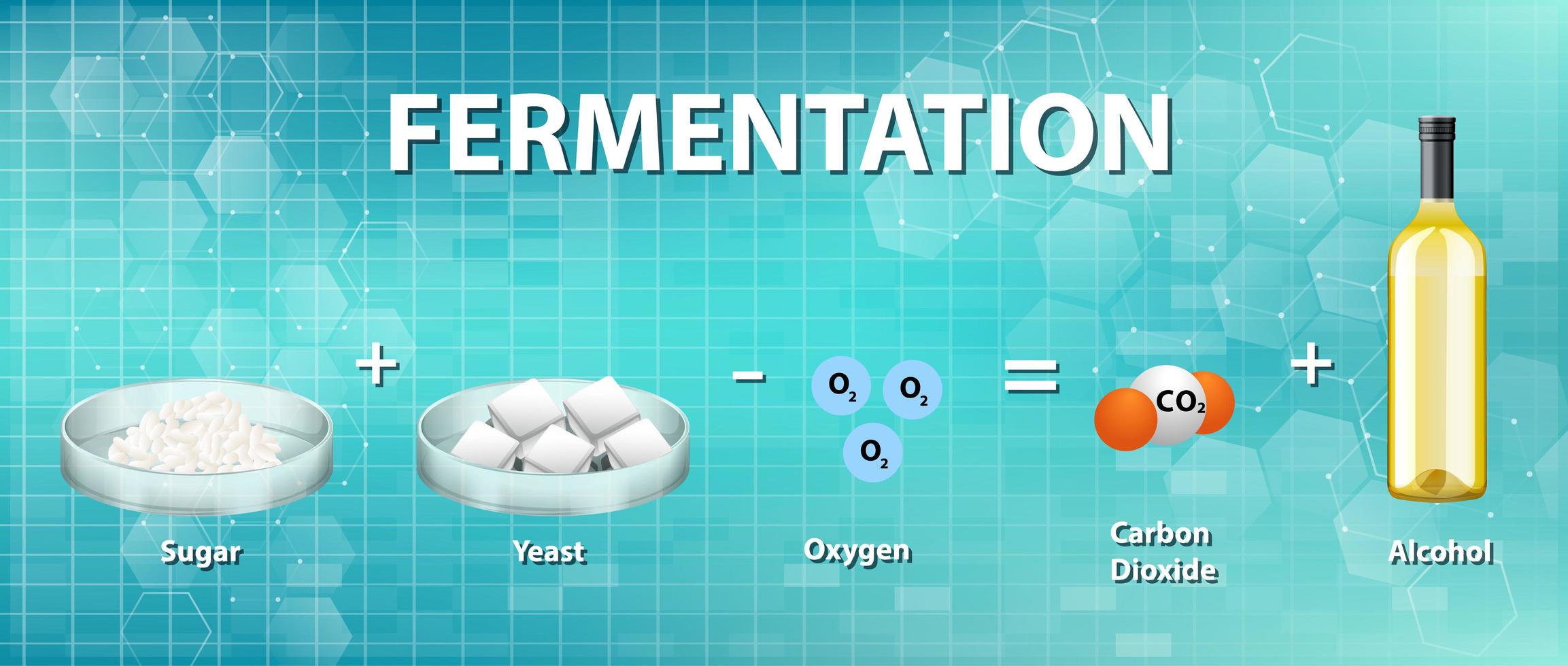 Alcoholic fermentation chemical equation vector