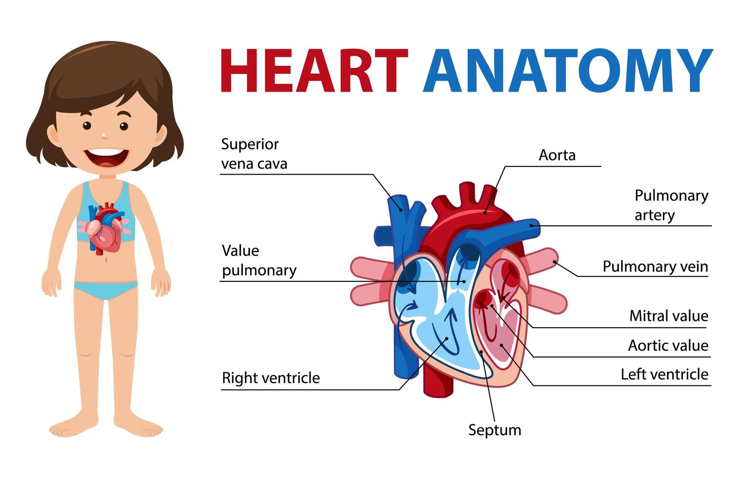 Information poster of human heart diagram vector