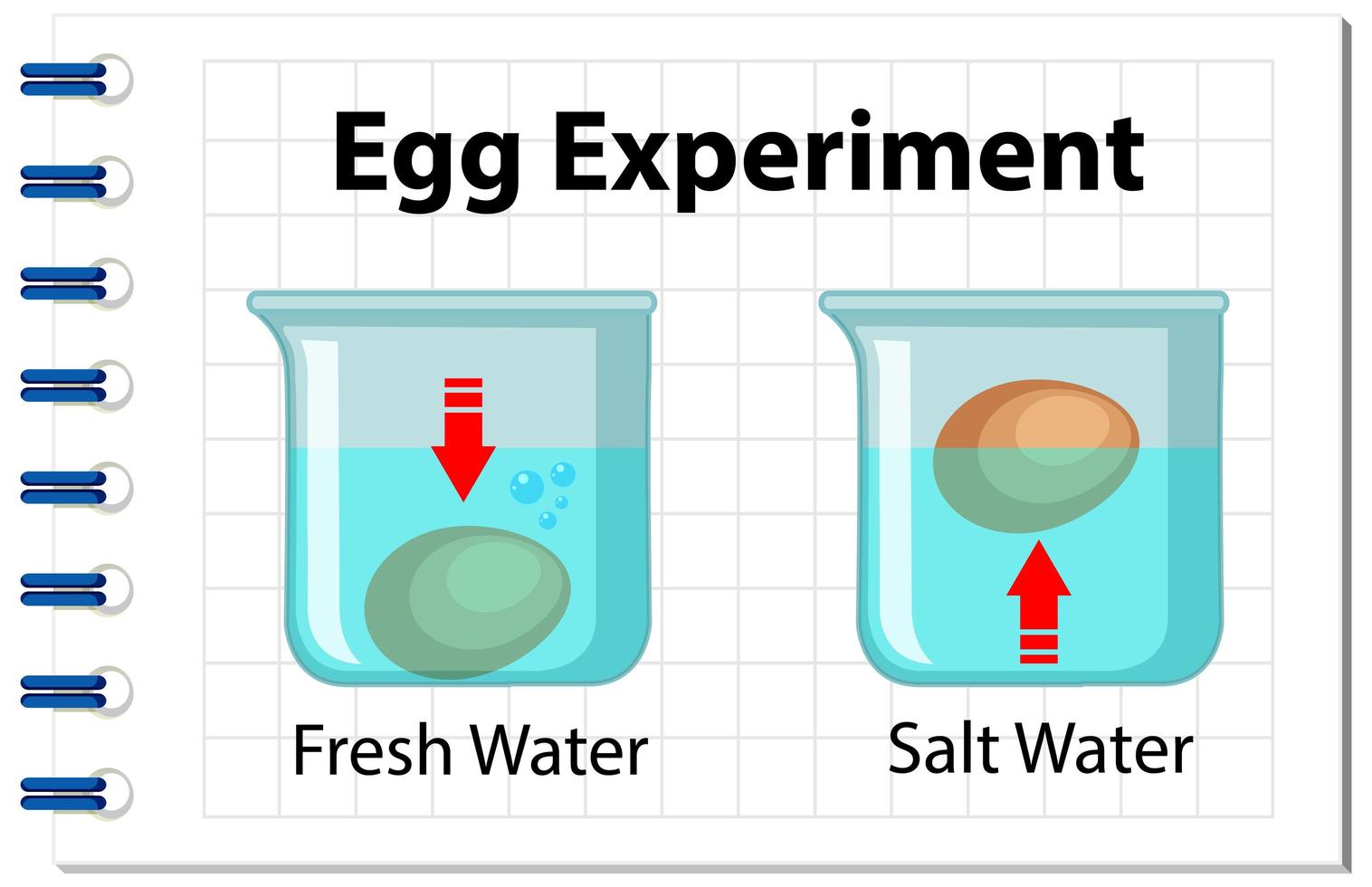 experimento científico con prueba de flotación de huevos vector