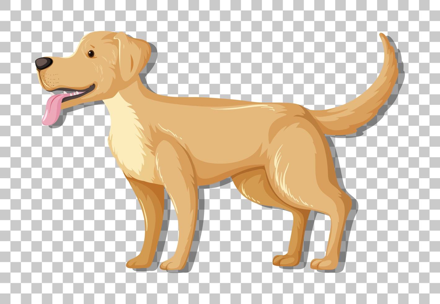 Yellow Labrador Retriever in standing position cartoon character isolated on transparent background vector