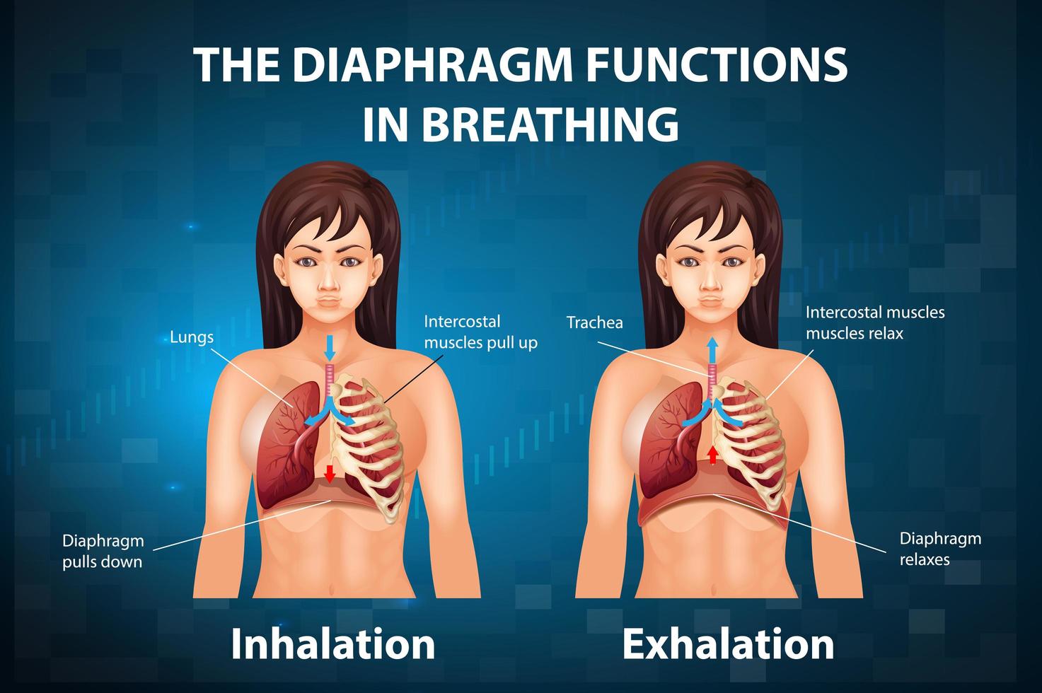 el diafragma funciona en la respiración vector