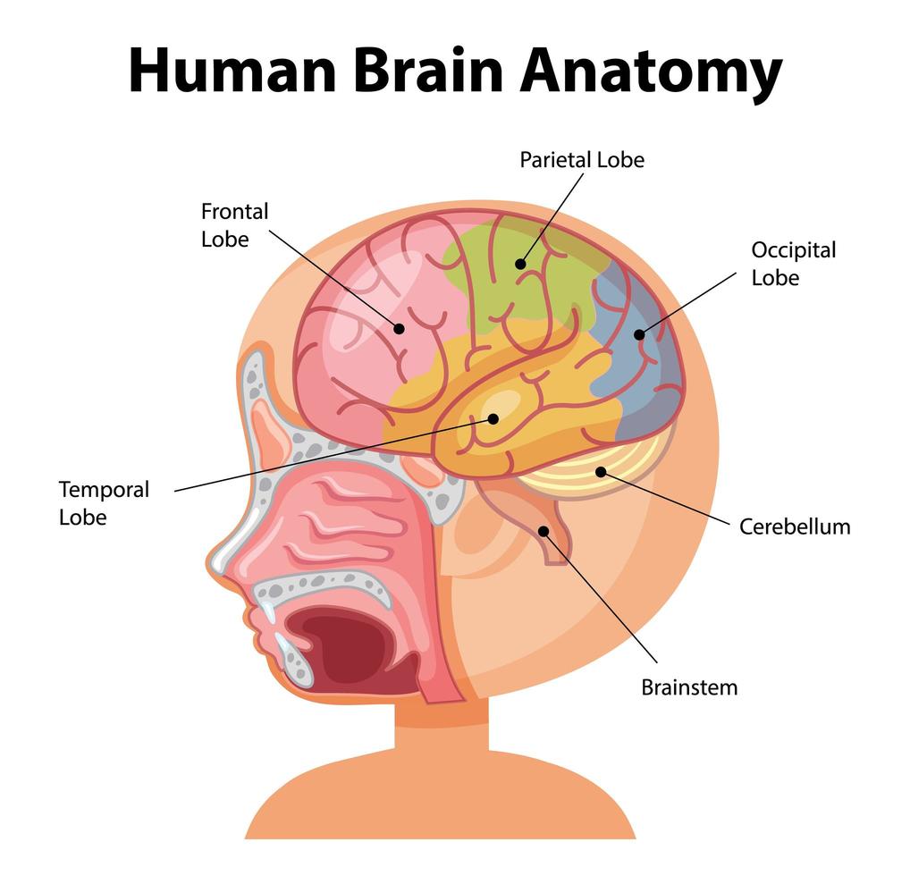 Information poster of human brain diagram vector