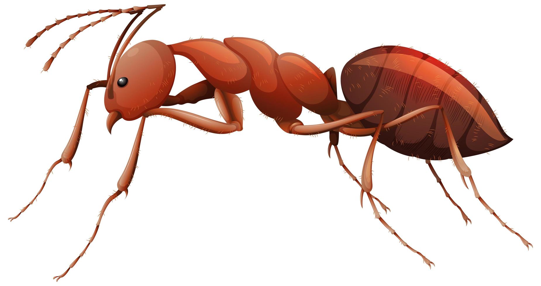 Cerca de hormiga roja en estilo de dibujos animados sobre fondo blanco. vector