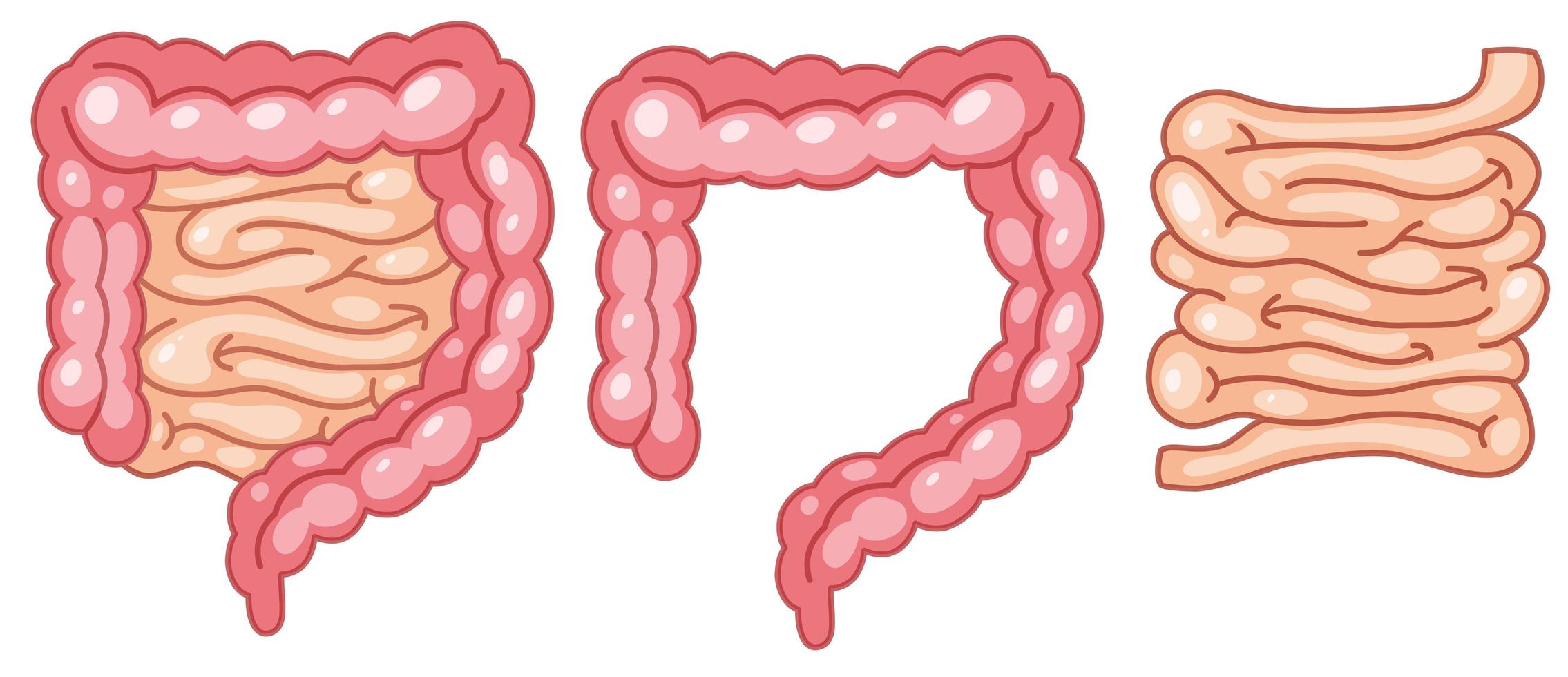 Anatomía del intestino humano sobre fondo blanco. vector