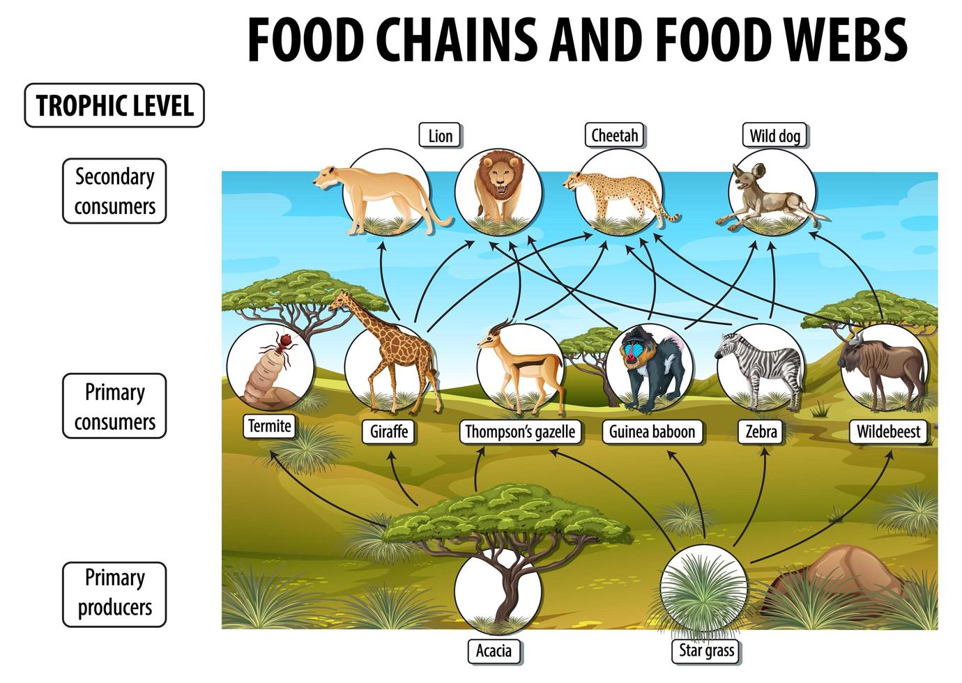 cartel educativo de biología para redes alimentarias y diagrama de cadenas alimentarias vector