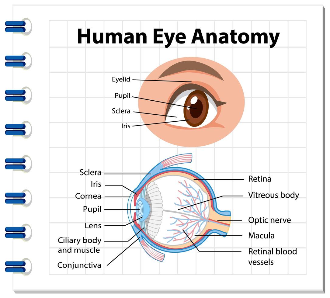 diagrama de la anatomía del ojo humano con etiqueta vector