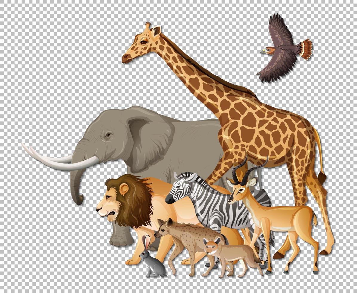 Group of wild african animals on transparent background vector