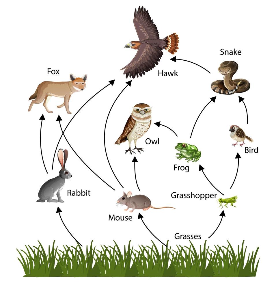 Food Chain concept diagram 1609853 Vector Art at Vecteezy Biology Diagrams