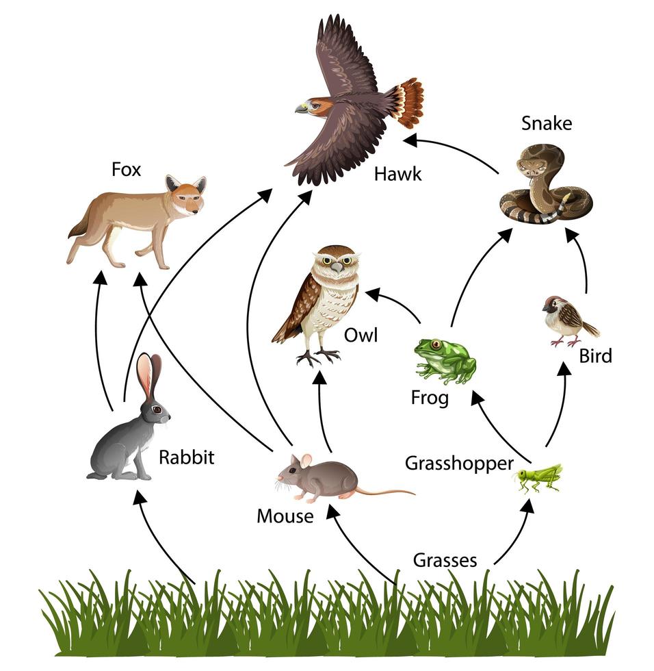 Food Chain concept diagram vector