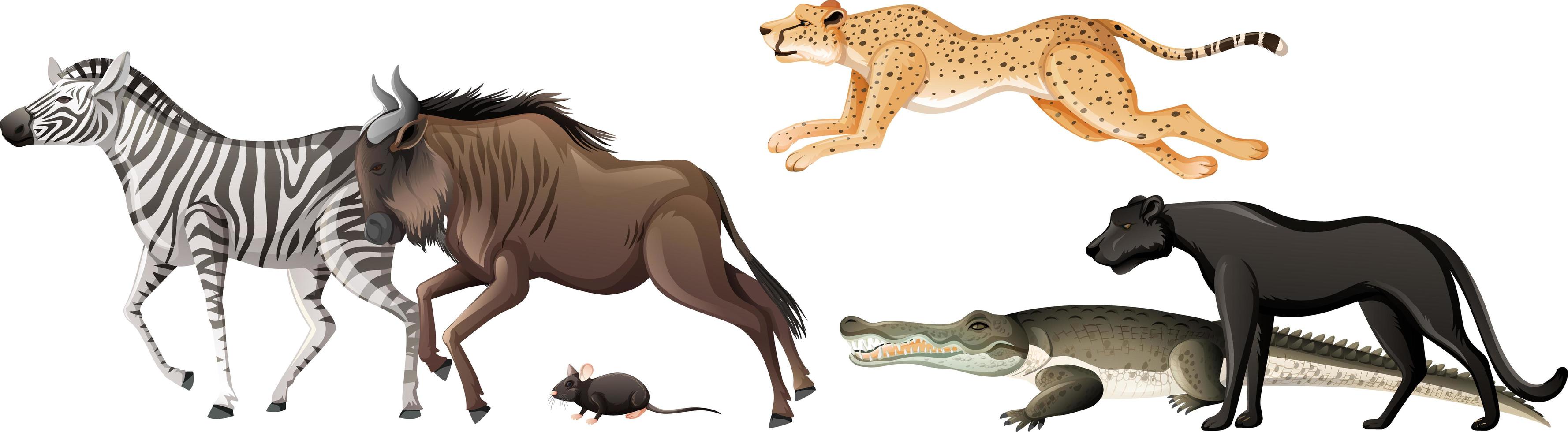 Grupo de animales salvajes africanos sobre fondo blanco. vector