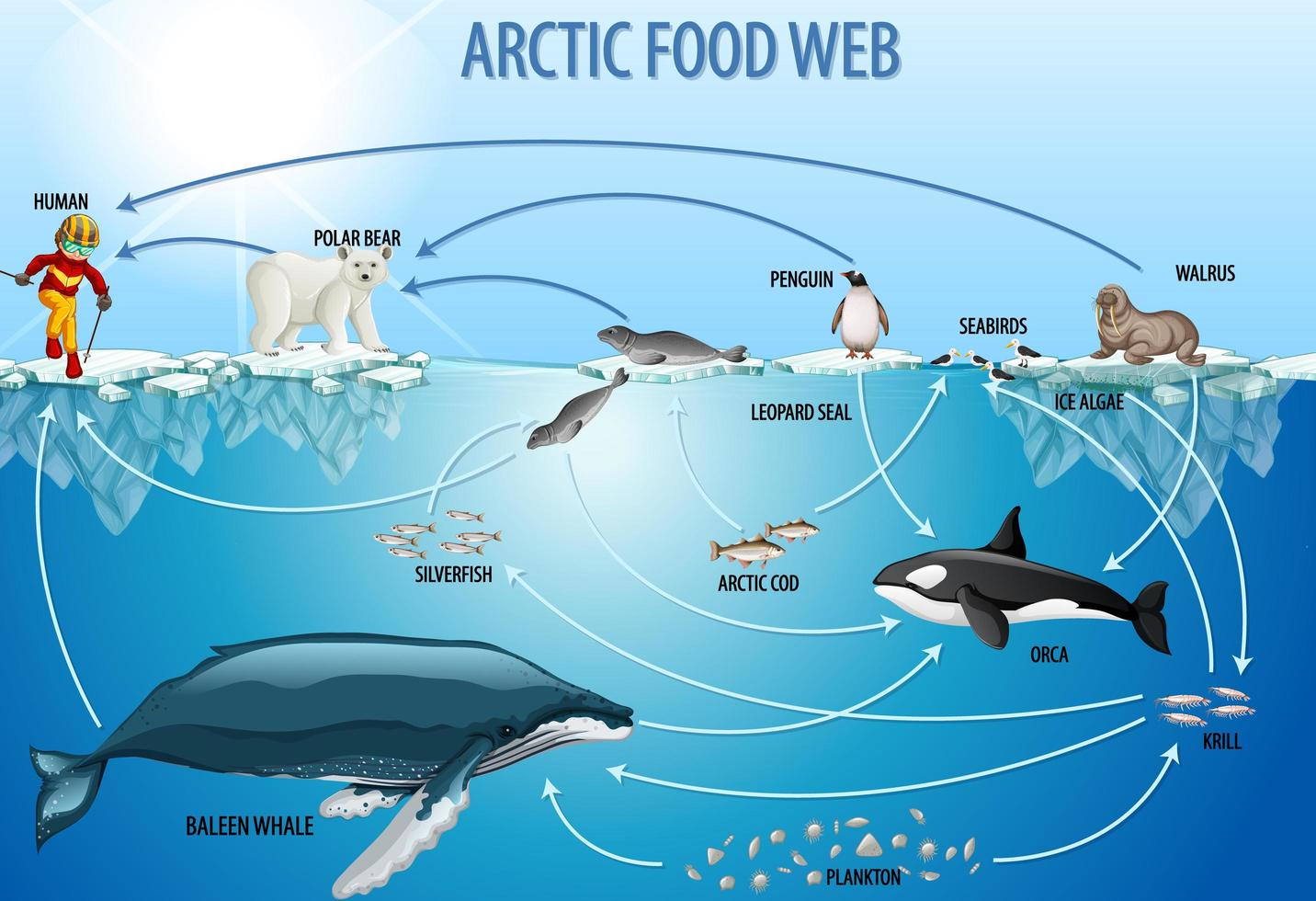 cartel educativo de biología para diagrama de redes tróficas vector