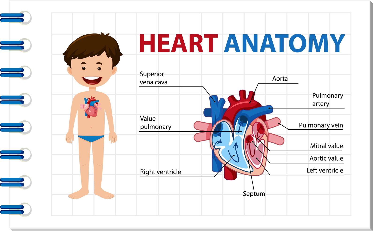 cartel de información del diagrama del corazón humano vector