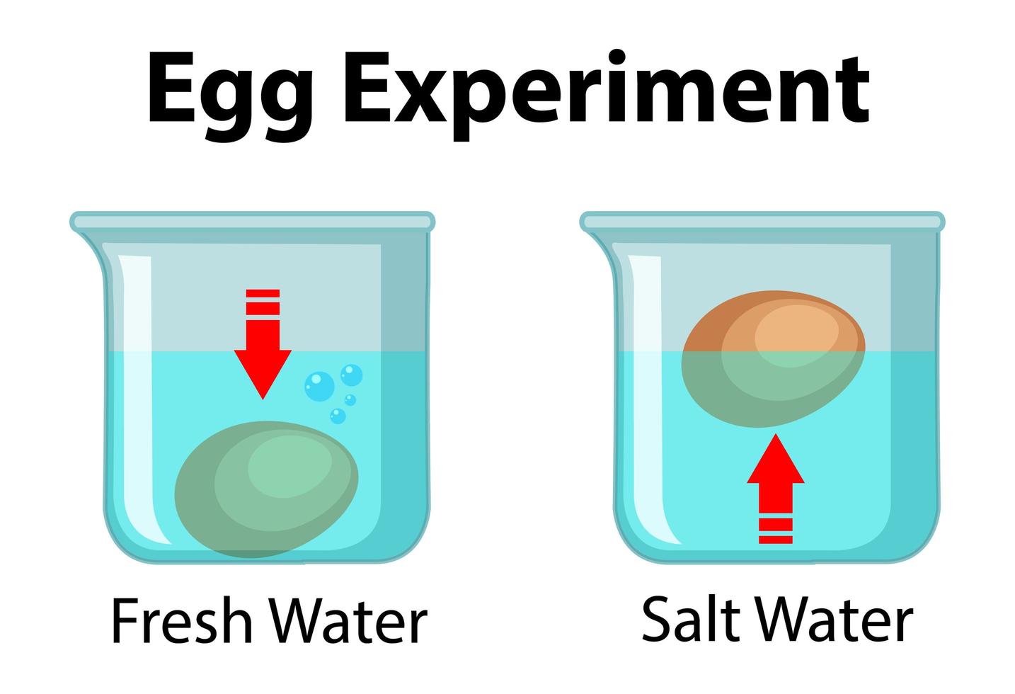 experimento científico con prueba de flotación de huevos vector