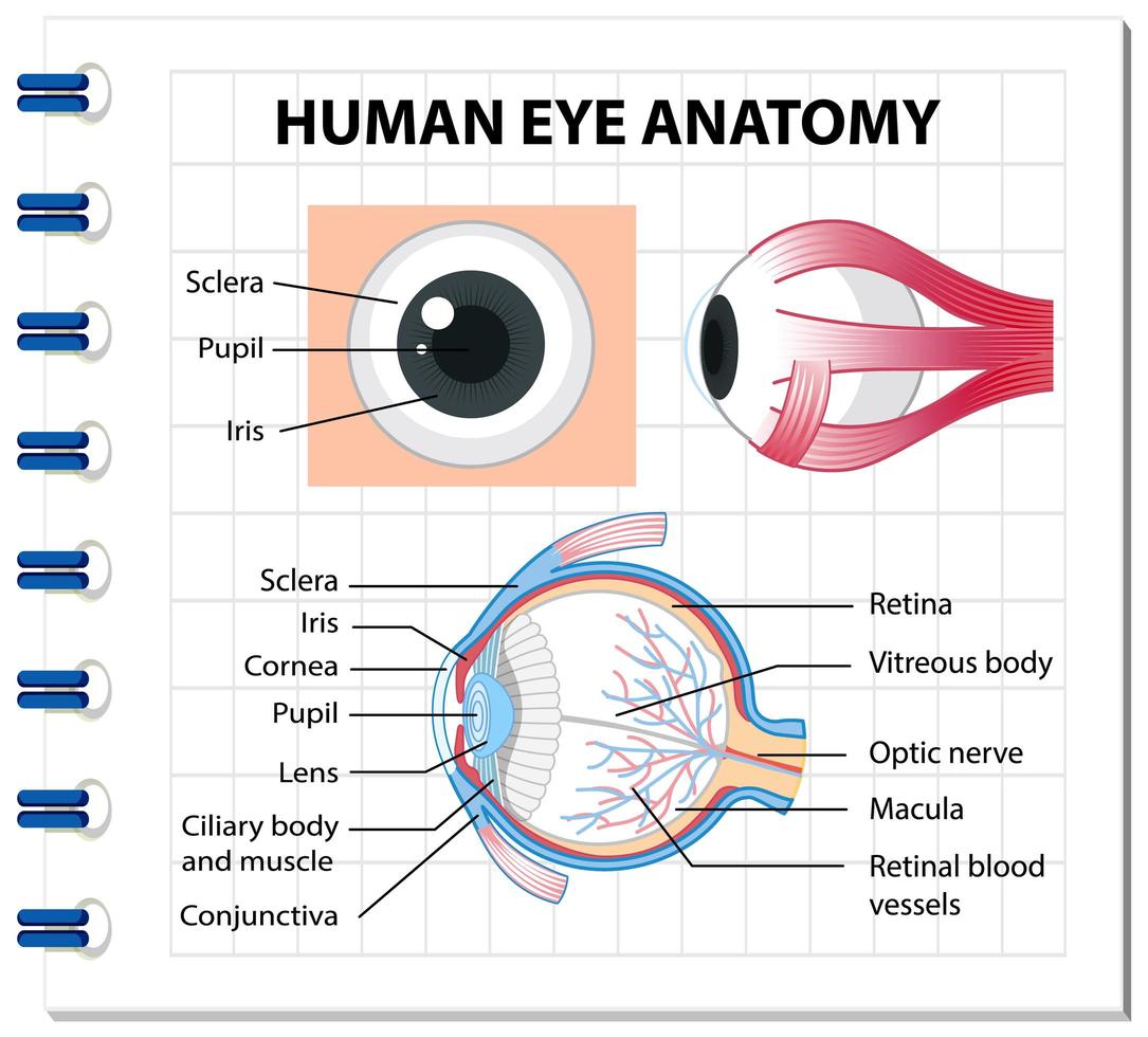 diagrama de la anatomía del ojo humano con etiqueta vector