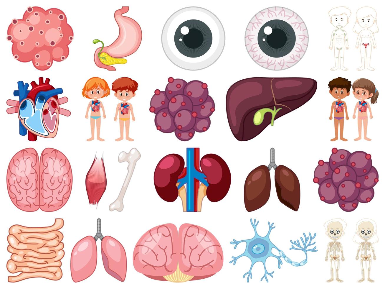 Set of human inner organs isolated on white background vector