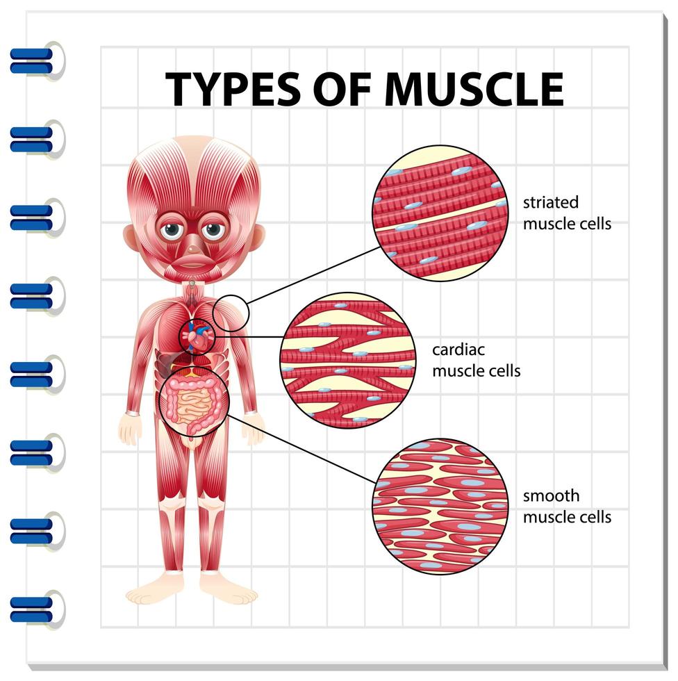 Types of muscle cell diagram vector