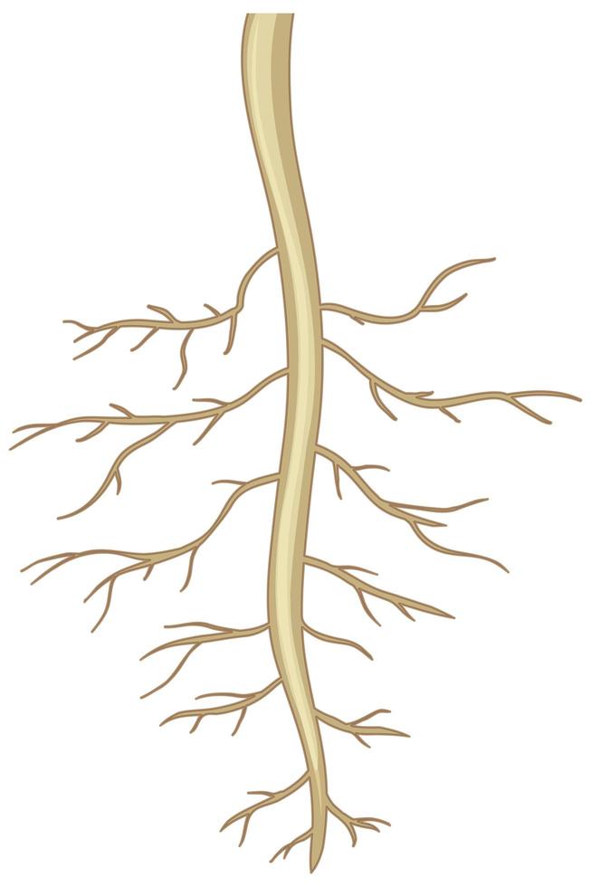 Close up of plant roots isolated on white background vector