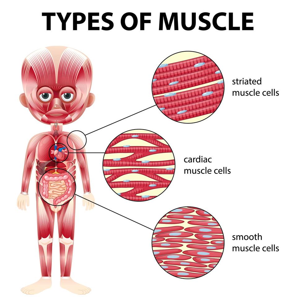 Types of muscle cell diagram vector