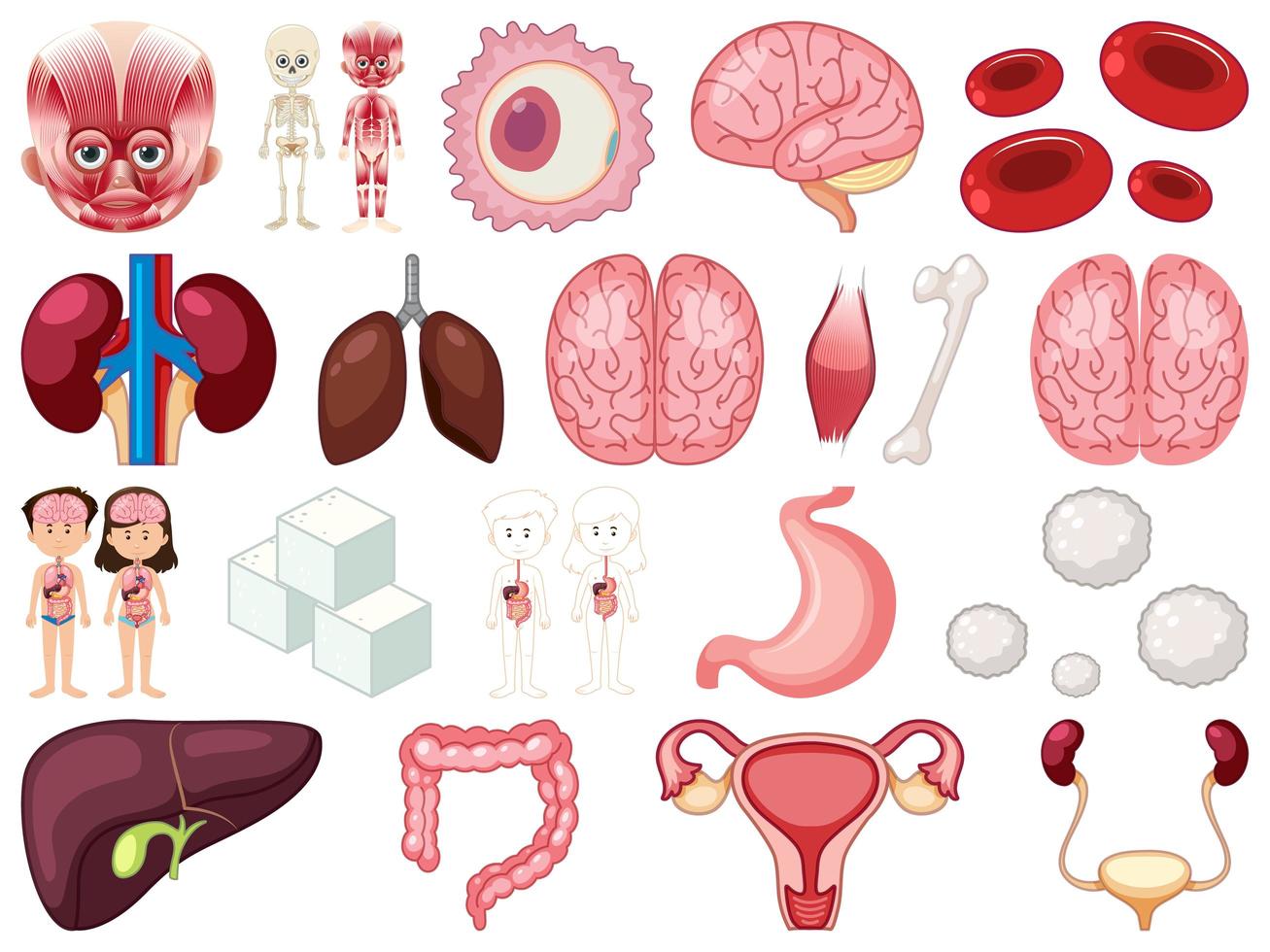 Set of human inner organs isolated on white background vector