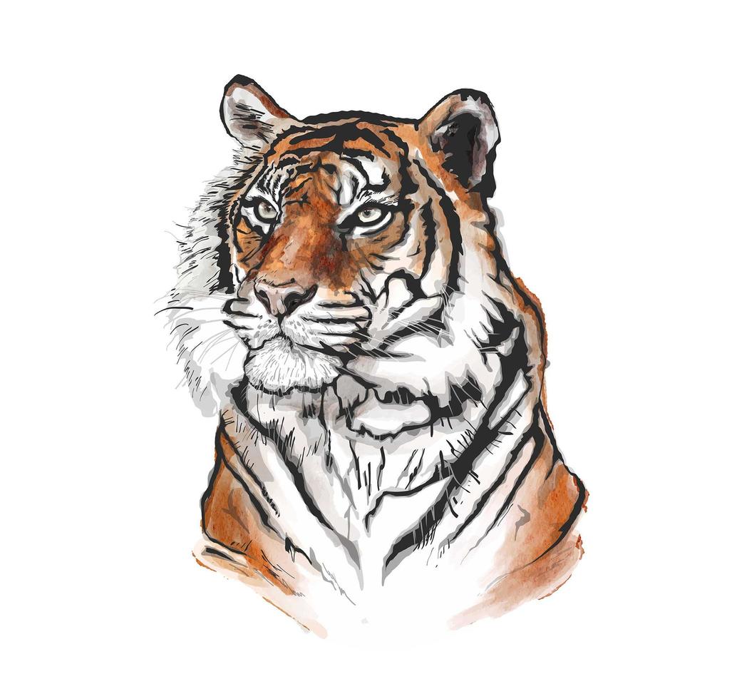 Colorful ketch of a tiger's face vector