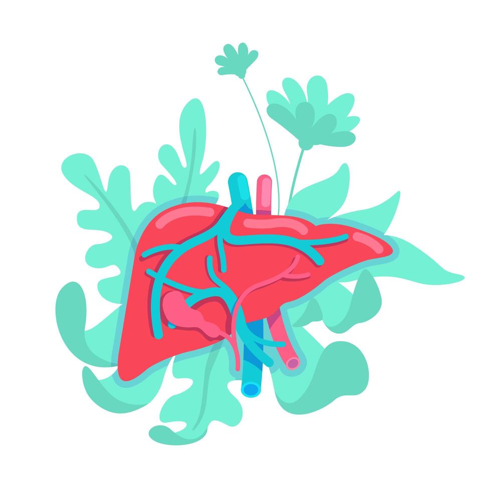 Anatomical liver system vector