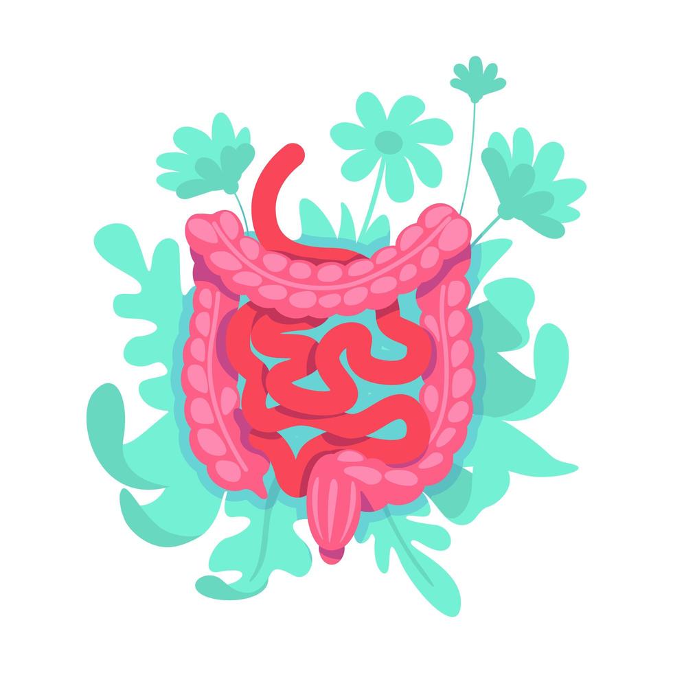 sistema del intestino grueso vector