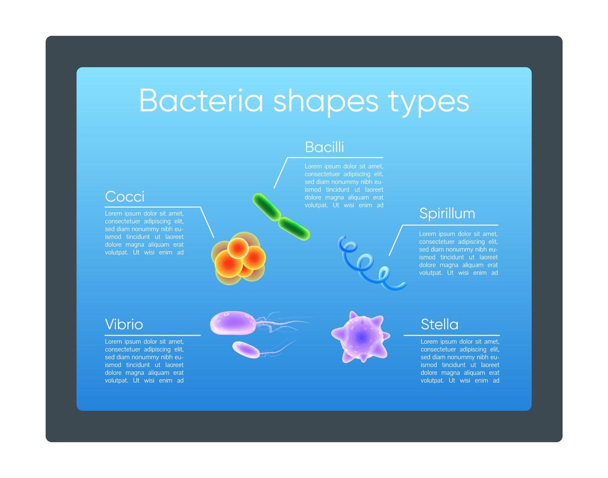 Bacteria shapes types vector