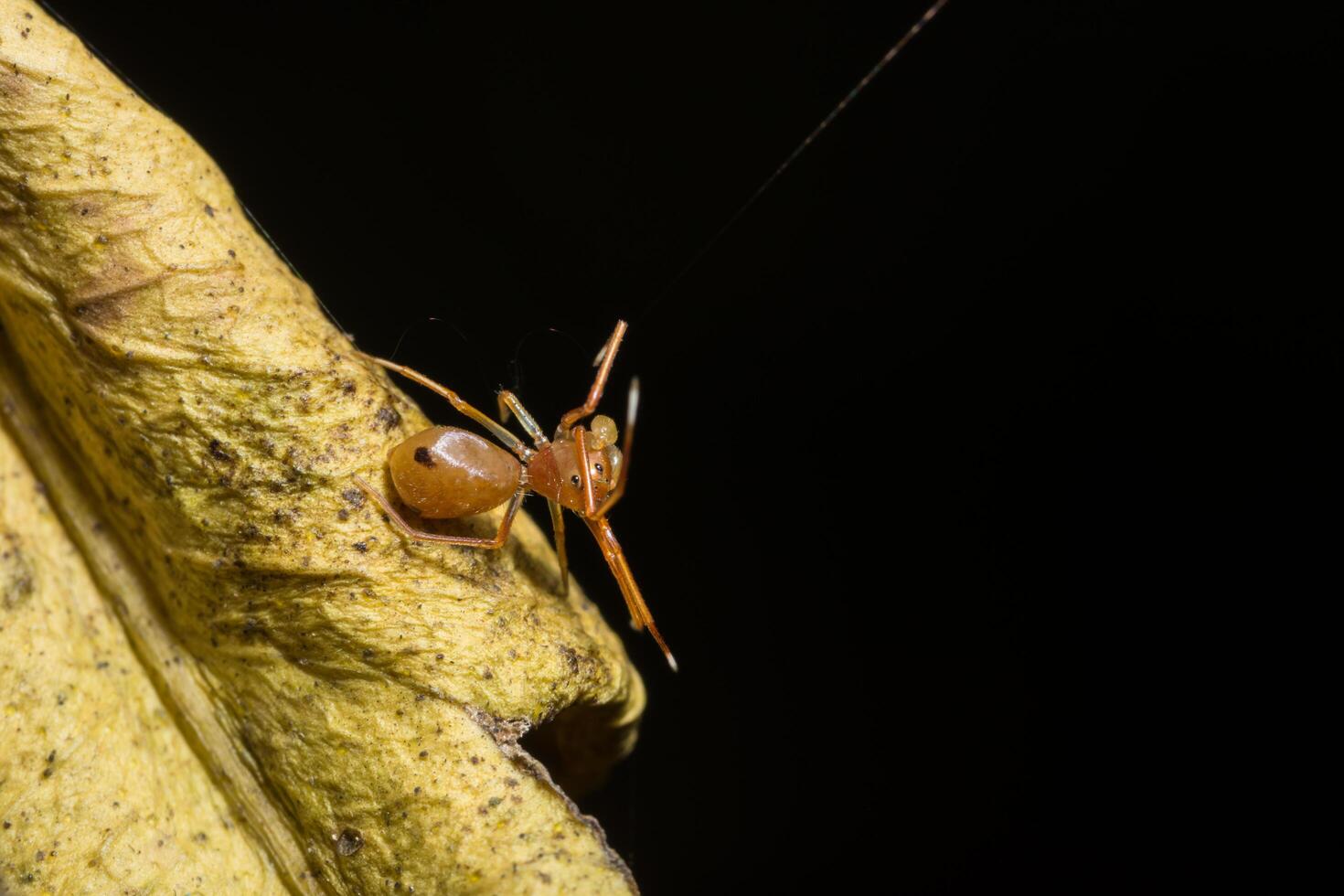 Spider on a leaf, close-up photo