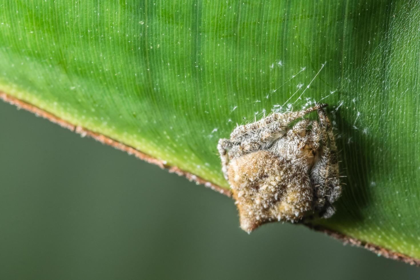 Spider on a leaf, close-up photo