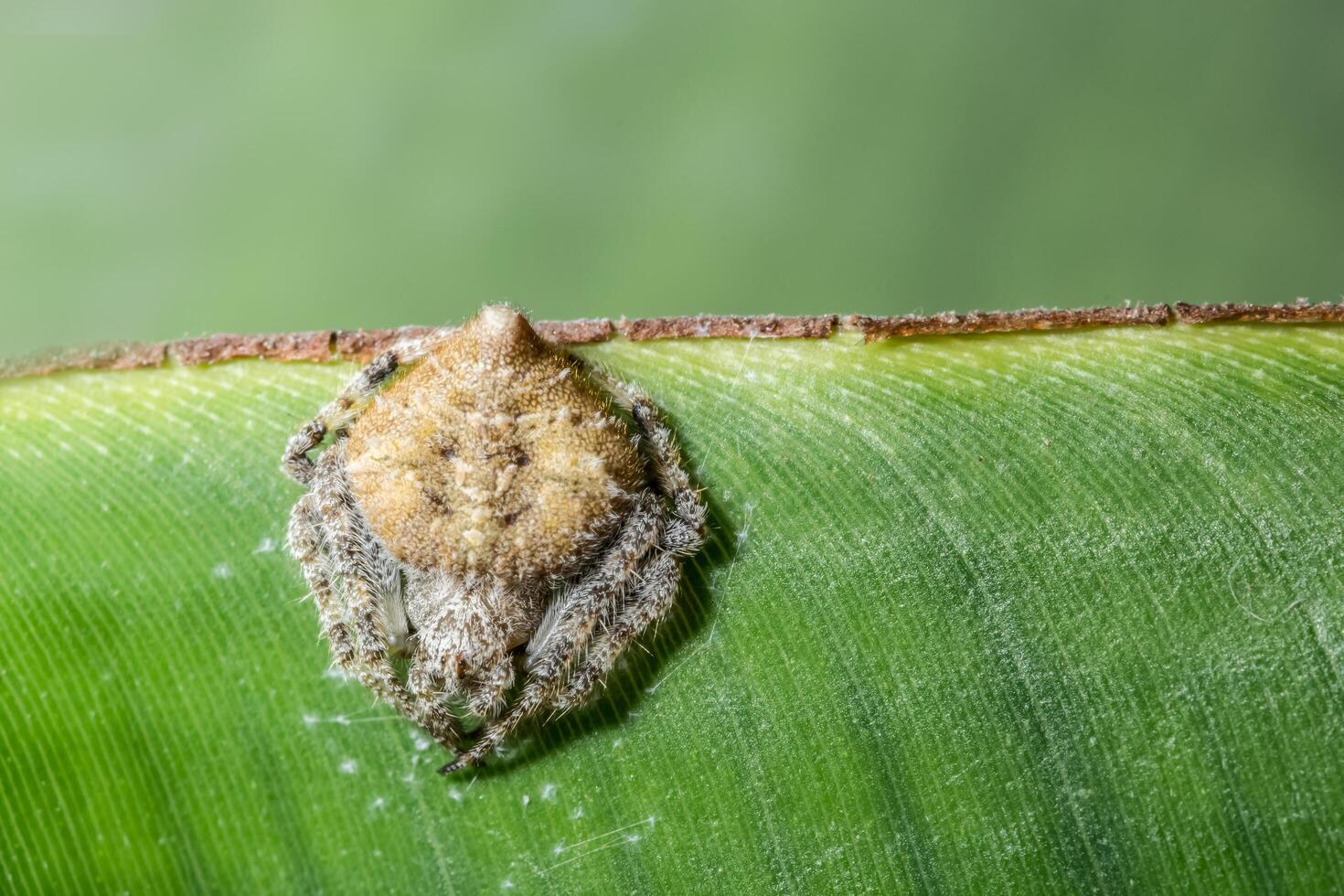 Spider on a tree, close-up photo