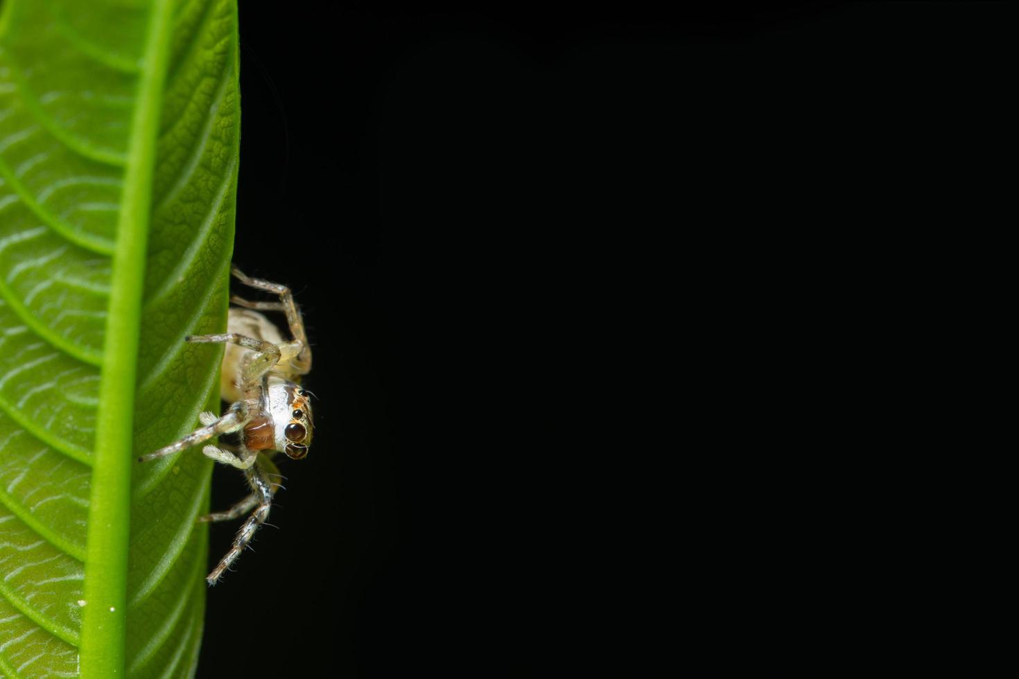 Spider on a leaf, close-up photo