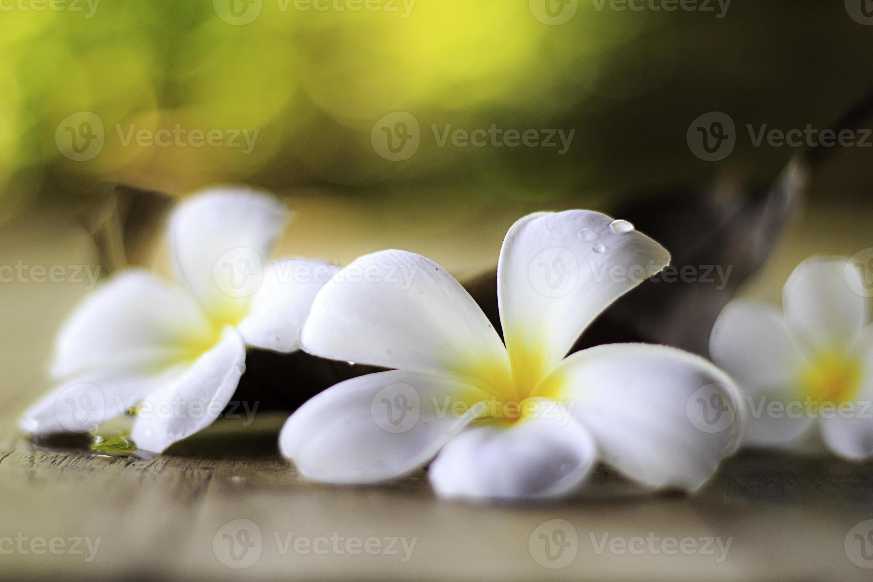 white plumeria on yellow background. 1718939 Stock Photo at Vecteezy